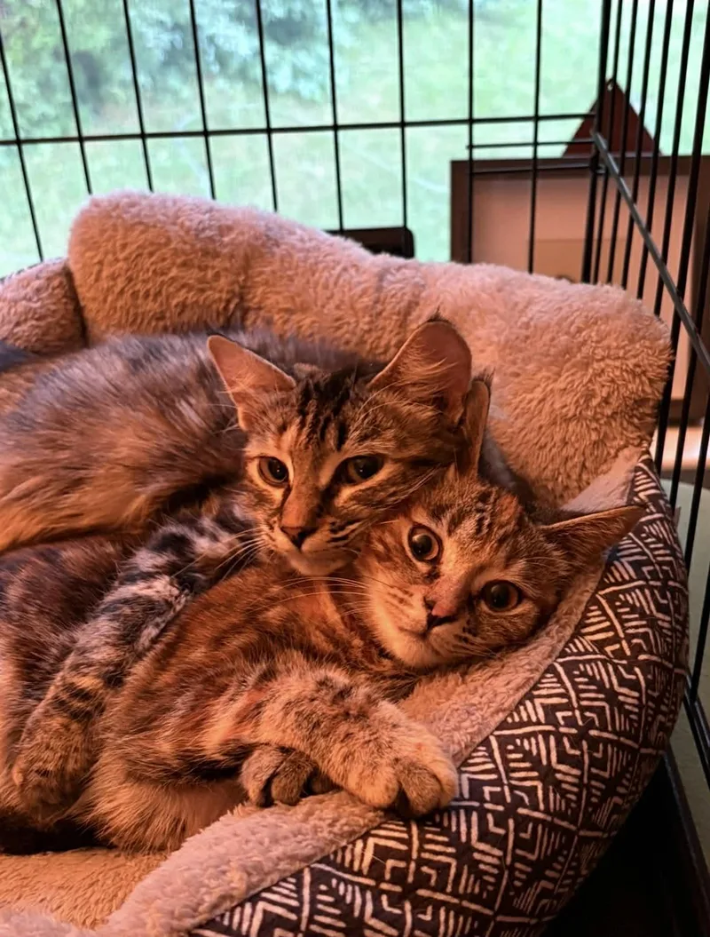 Mosaic & Palette Bonded thumbnail 2