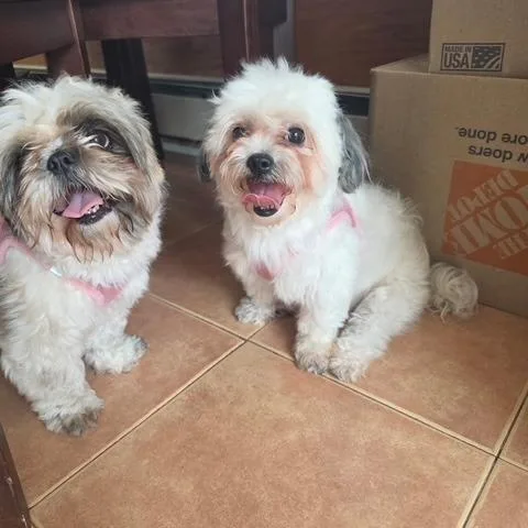 An adult small-sized female Maltese dog named Daisy for adoption in Oceanside, NY