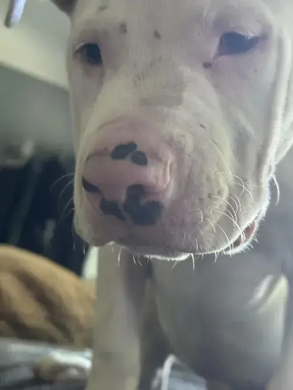 Moose thumbnail 5