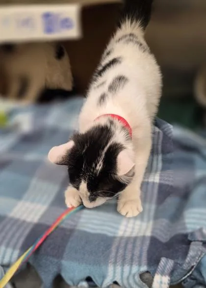 A young medium-sized unknown Domestic Short Hair cat named Leona for adoption in Westland, MI
