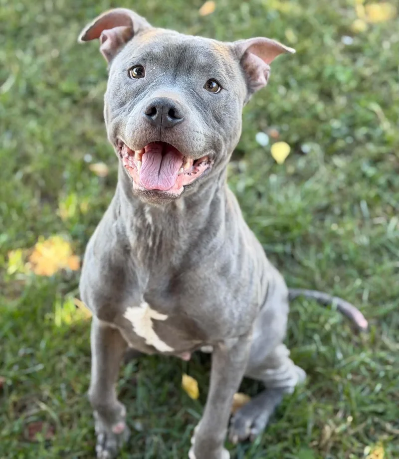 An adult medium-sized female Gray / Blue / Silver Pit Bull Terrier dog named Piglet for adoption in Fredericksburg, VA
