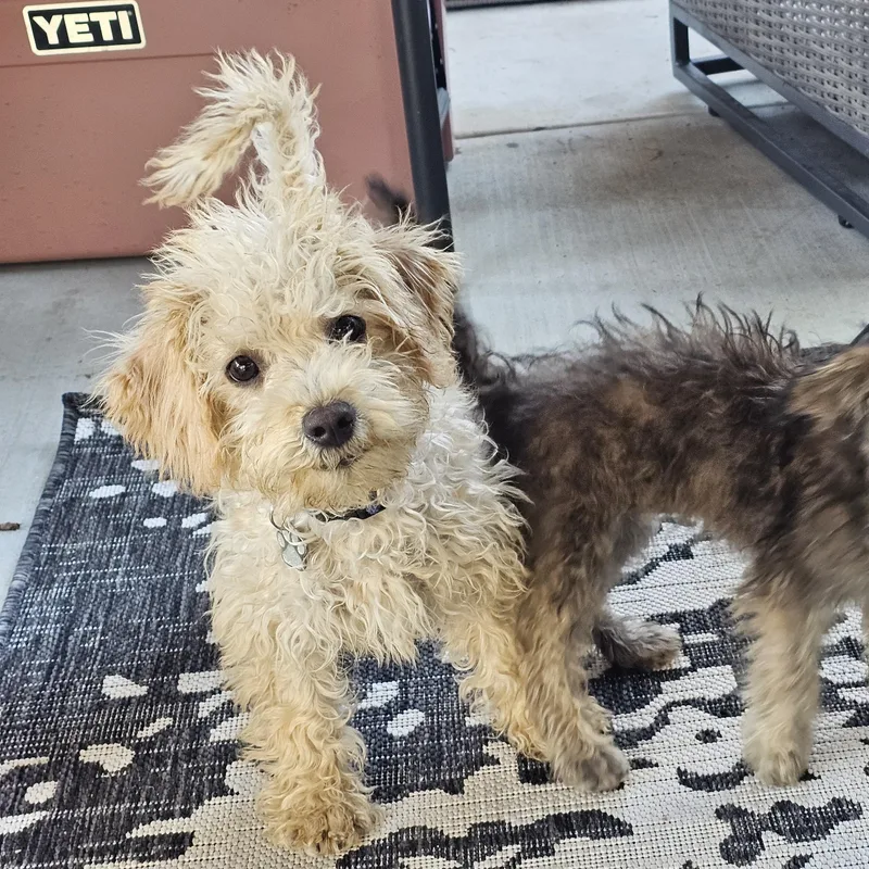 A baby small-sized male Apricot / Beige Maltipoo dog named Pike Place for adoption in Greenfield, CA