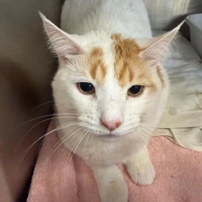 An adult large-sized female White Domestic Short Hair cat named Phora for adoption in Walden, NY