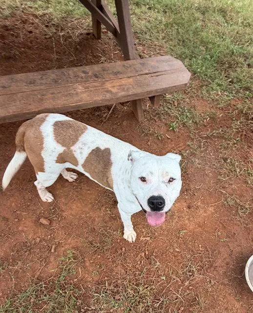 An adult medium-sized female Pit Bull Terrier dog named Willow for adoption in Carrollton, GA