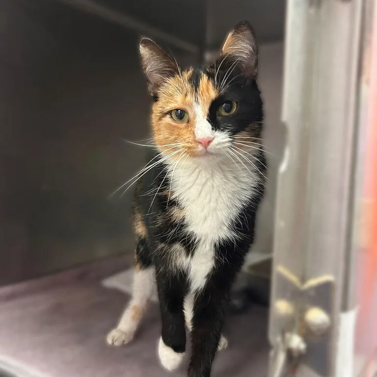 A young small-sized female Domestic Short Hair cat named QuartKnee for adoption in Davenport, IA