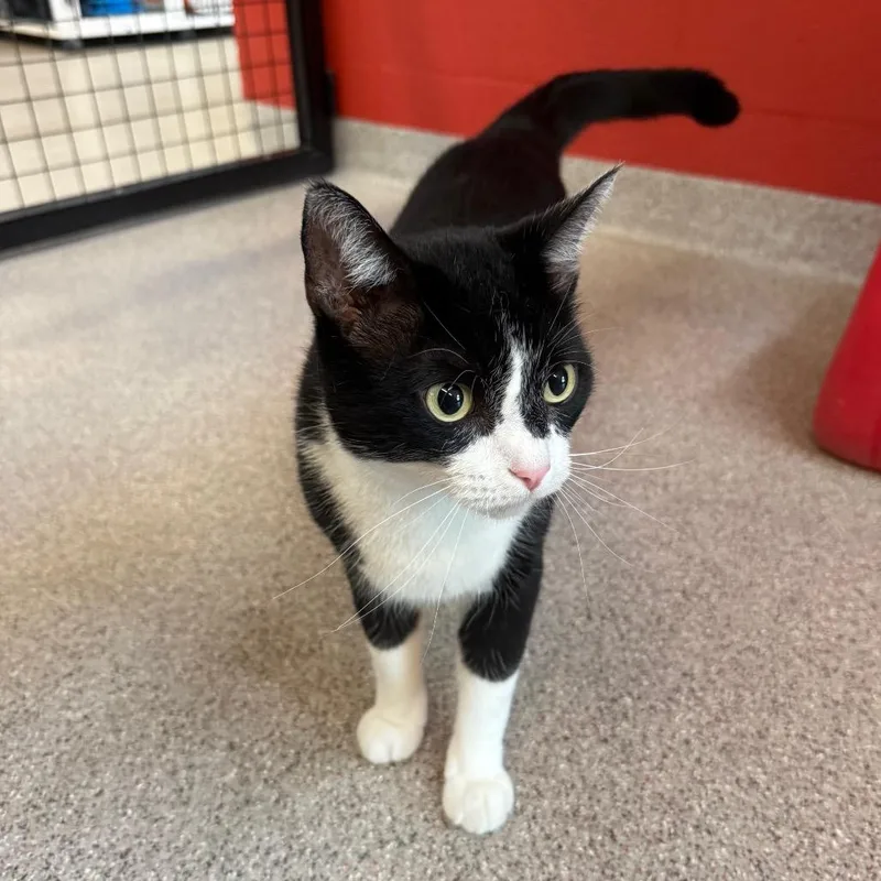 An adult large-sized male Black Domestic Short Hair cat named Apollo for adoption in Sarasota, FL