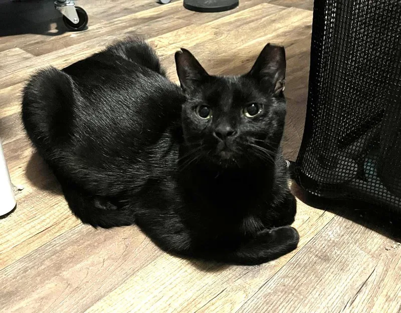 A young medium-sized male Black Domestic Short Hair cat named Pedro Martinez for adoption in Chandler, AZ