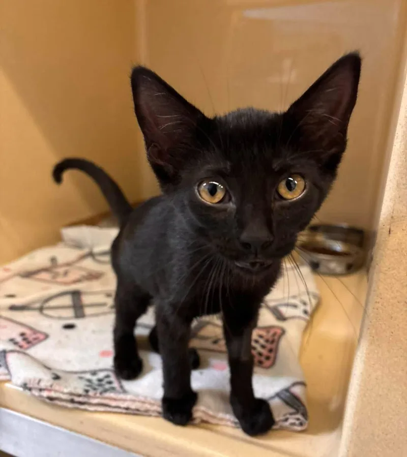 A baby medium-sized female Domestic Short Hair cat named Frankie for adoption in Stillwater, OK