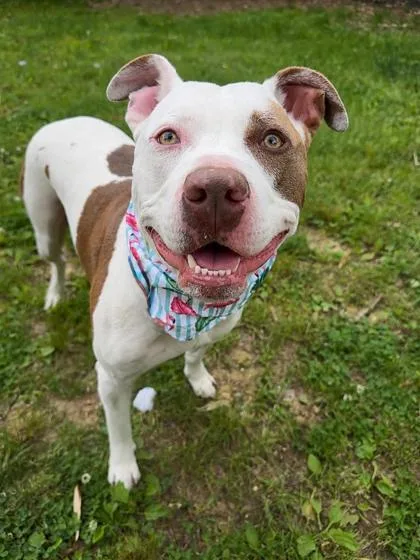 An adult medium-sized male Mixed Breed dog named Donald for adoption in West Chester, PA