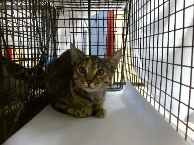 A baby small-sized female Domestic Short Hair cat named Rebecca for adoption in Miami, FL