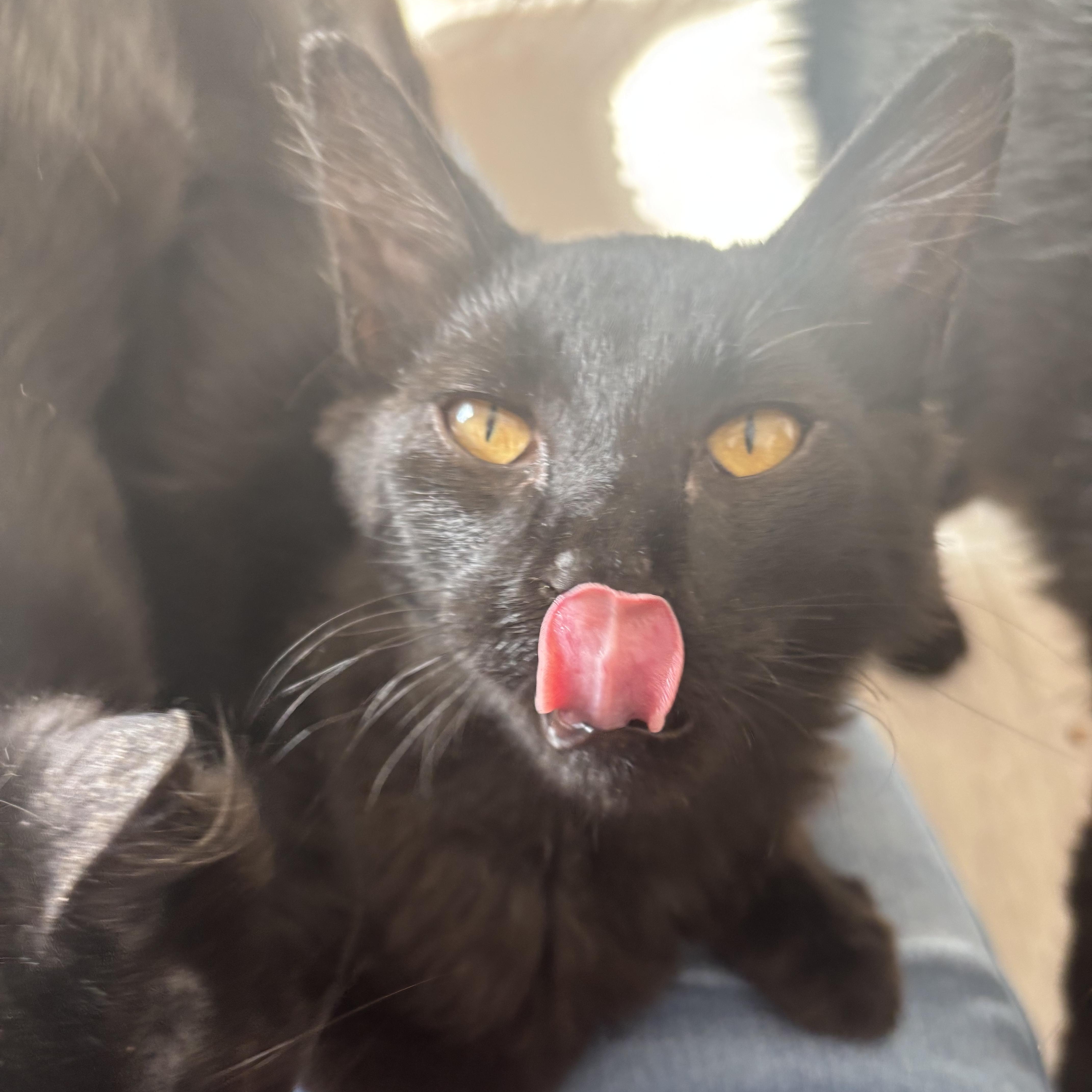 A baby medium-sized male Domestic Medium Hair cat named McChicken for adoption in Renton , WA