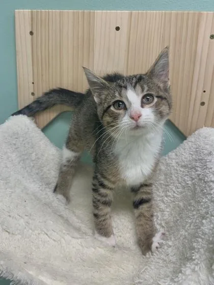 A young small-sized female Domestic Short Hair cat named Malia for adoption in Columbus, IN