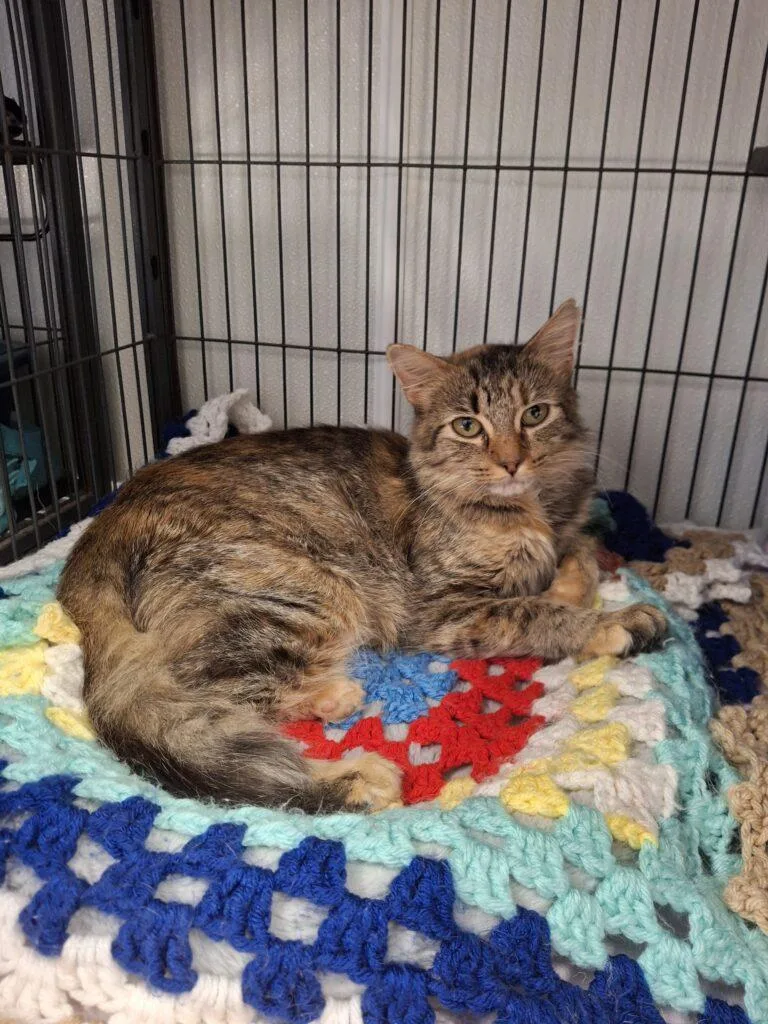 An adult medium-sized female Calico cat named Carrie for adoption in Ironwood, MI