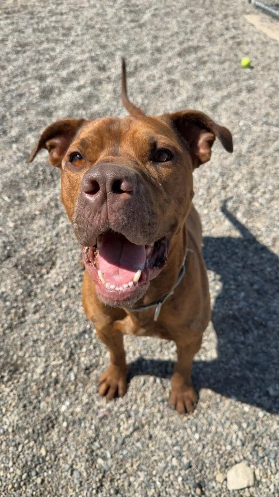 An adult medium-sized male Pit Bull Terrier dog named Red for adoption in Huntington, IN