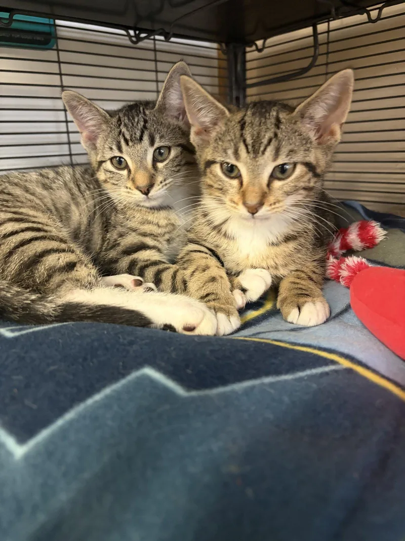 A baby medium-sized male Domestic Short Hair cat named Jasper for adoption in Social Circle, GA