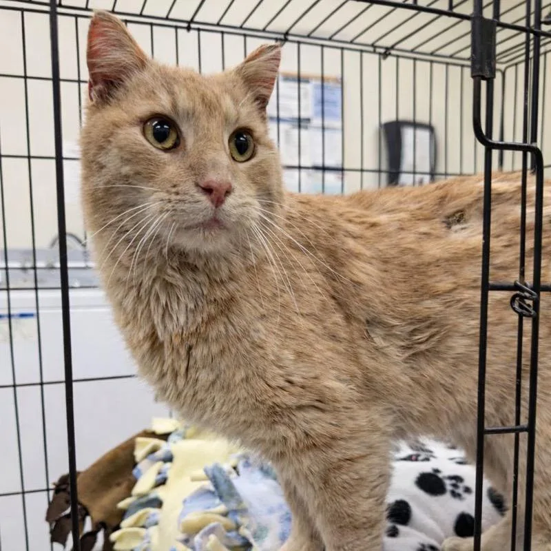 A young large-sized male Orange / Red Domestic Medium Hair cat named Thomas for adoption in Redwood Falls, MN
