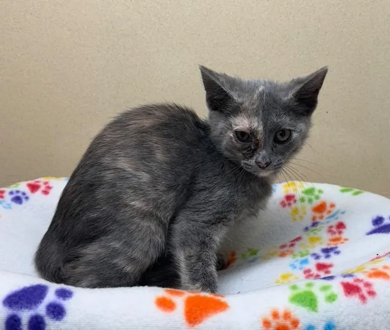 A baby small-sized female Domestic Short Hair cat named Trinity for adoption in Washington Court House, OH