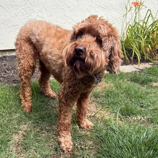 Rusty