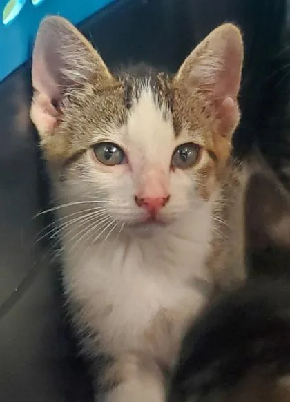 A young large-sized male Domestic Long Hair cat named Nixie for adoption in Kansas City, MO