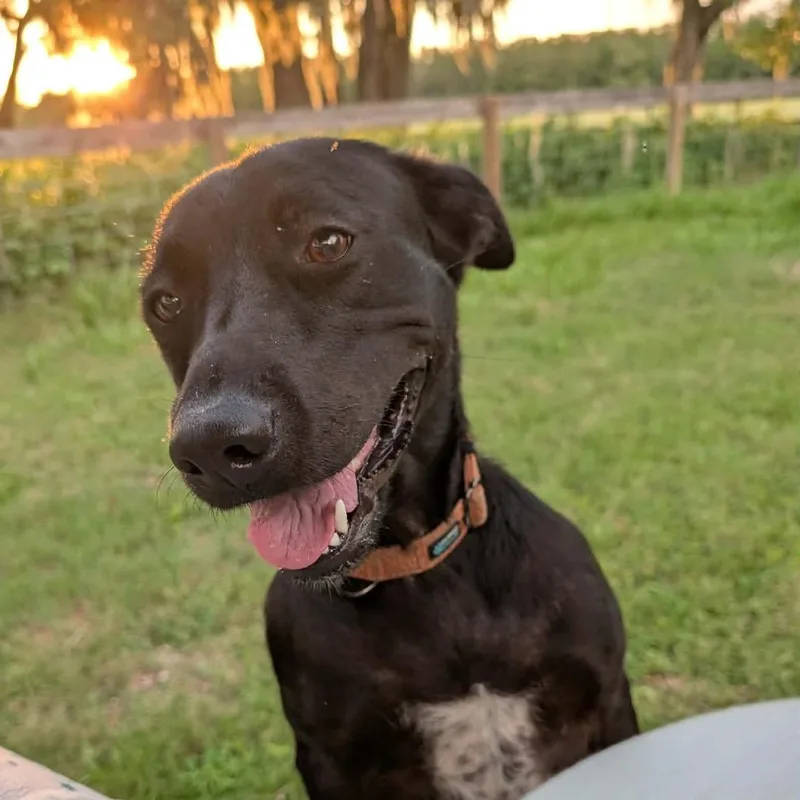 An adult medium-sized female Black Shepherd dog named Zoey for adoption in Hollister, FL