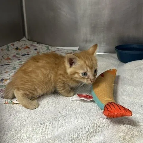 A baby small-sized male Orange / Red Domestic Short Hair cat named Rusty for adoption in Indianapolis, IN