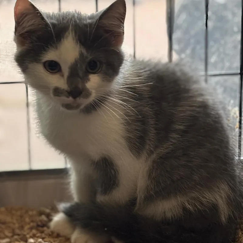A baby small-sized male Brown / Chocolate Domestic Short Hair cat named Salsa for adoption in Inwood, WV