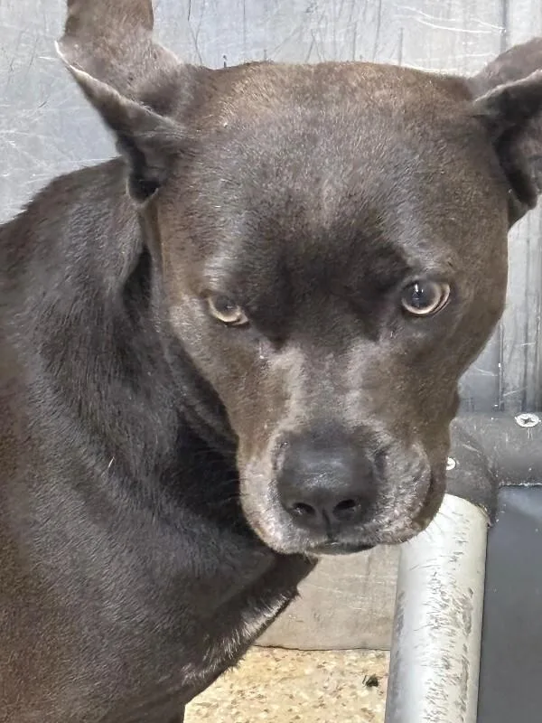 An adult medium-sized female Black Mixed Breed dog named Onesie for adoption in Cincinnati, OH