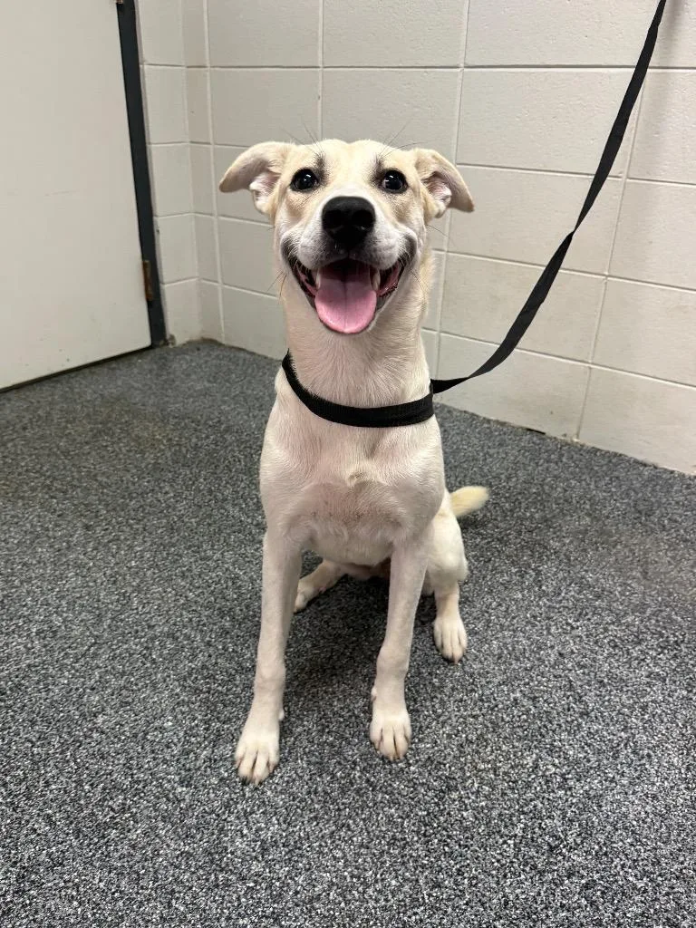 A young medium-sized female Mixed Breed dog named Dovely for adoption in Tifton, GA