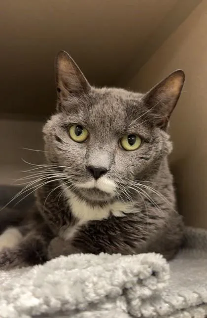 A senior medium-sized female Domestic Short Hair cat named Belle for adoption in New Hope, PA
