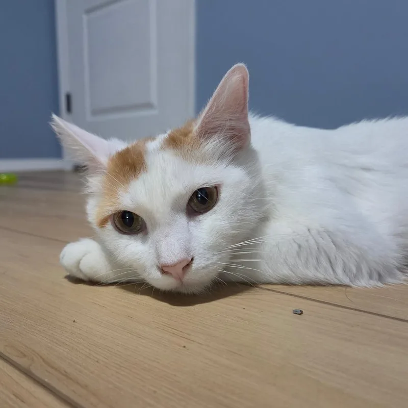 Toebeandealer