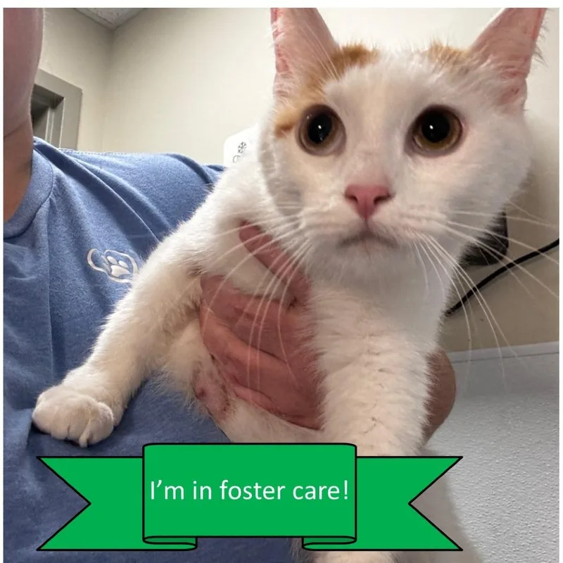 Toebeandealer thumbnail 2