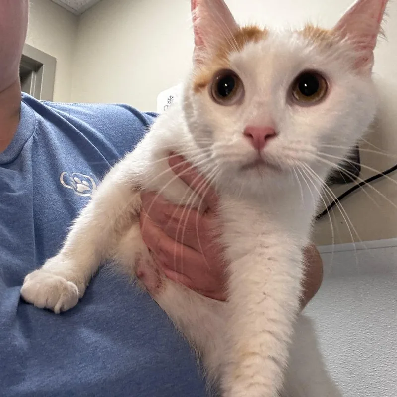 Toebeandealer thumbnail 3
