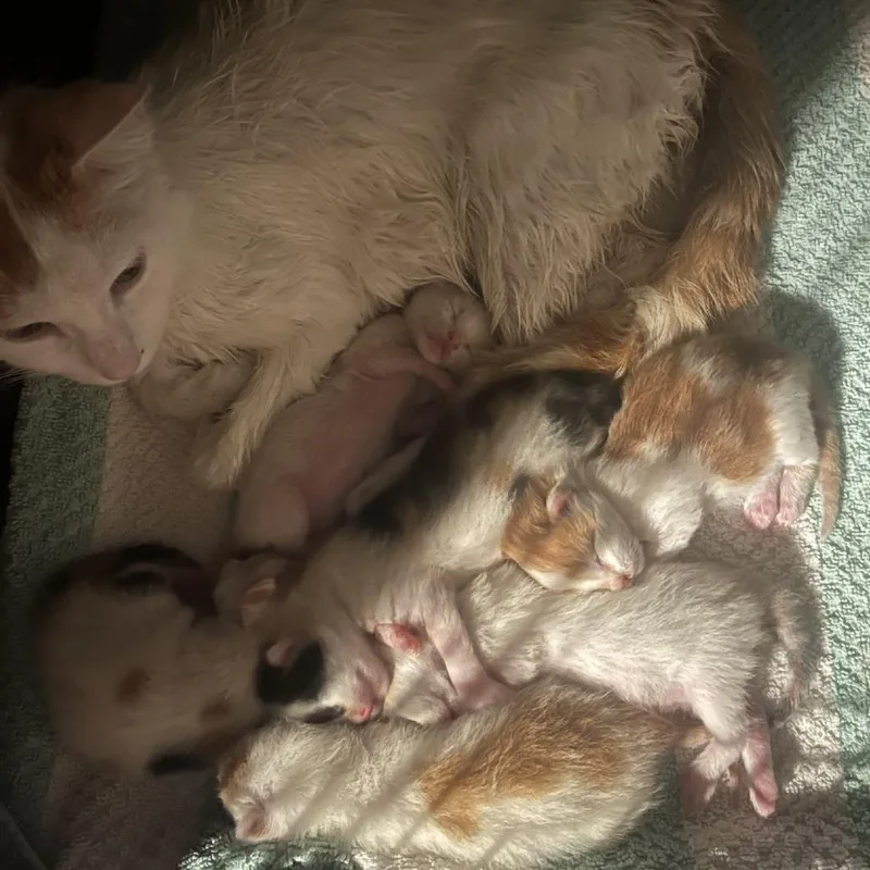 Toebeandealer thumbnail 4