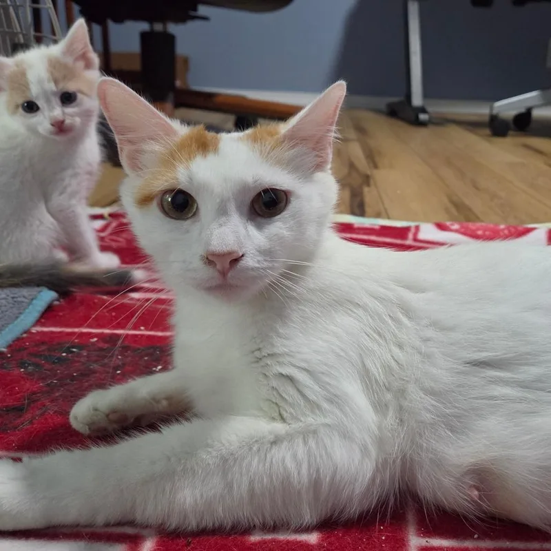 Toebeandealer thumbnail 5