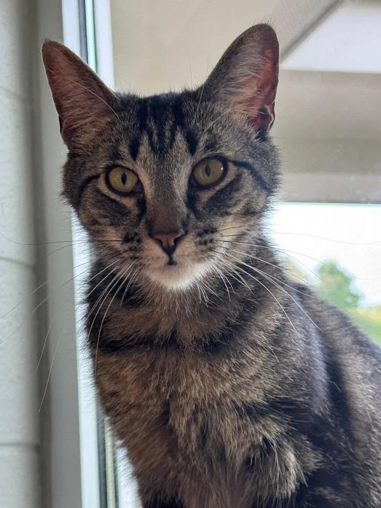 A young small-sized male Domestic Short Hair cat named Lincoln for adoption in Dalton, GA