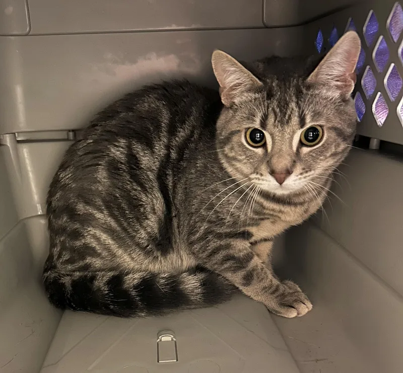 An adult medium-sized male Domestic Short Hair cat named Lucian for adoption in Mason City, IA