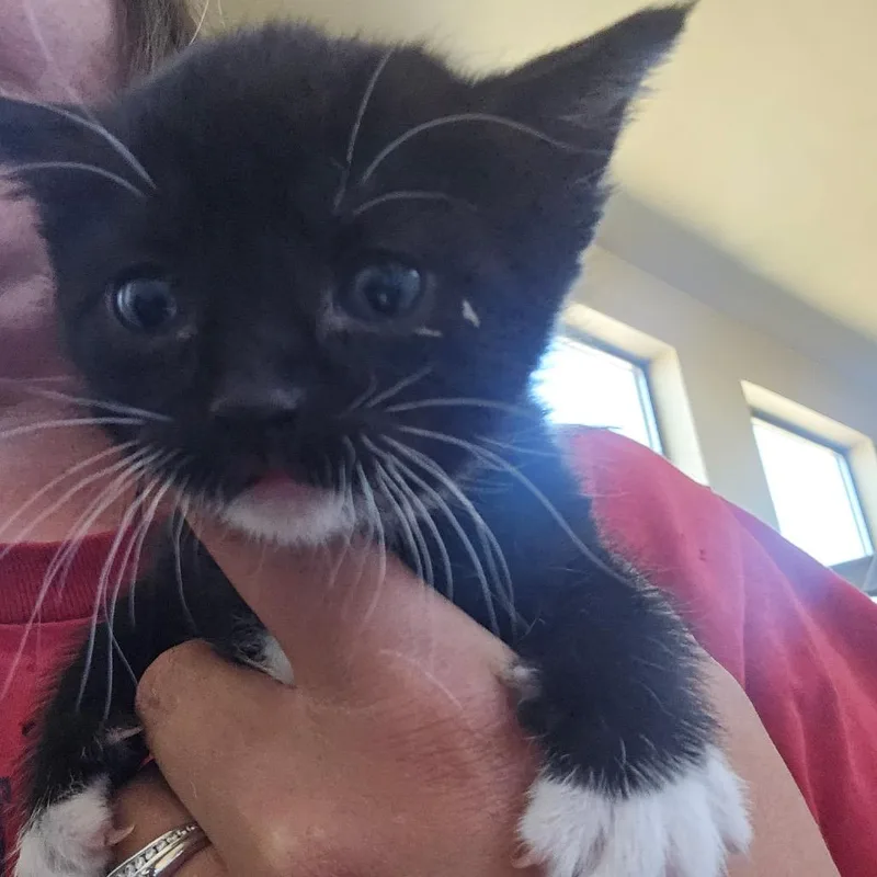 A baby small-sized female Black Domestic Short Hair cat named Sardine for adoption in Klamath Falls, OR