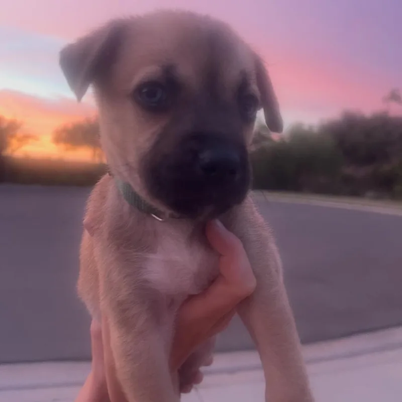 A baby medium-sized male Brown / Chocolate Labrador Retriever dog named Koa for adoption in Escondido, CA