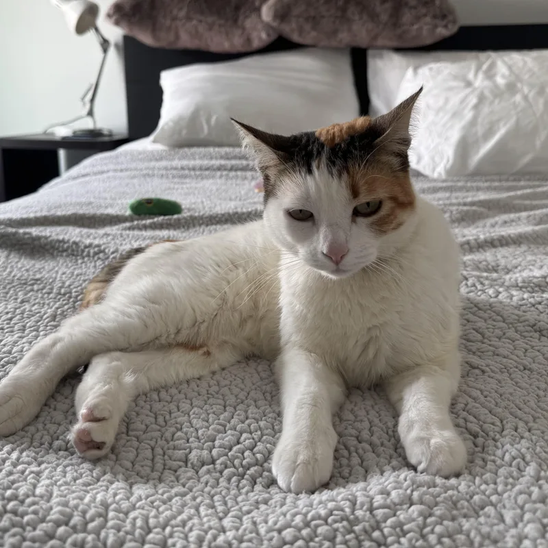 Estelle  Certified Puuurfect thumbnail 2