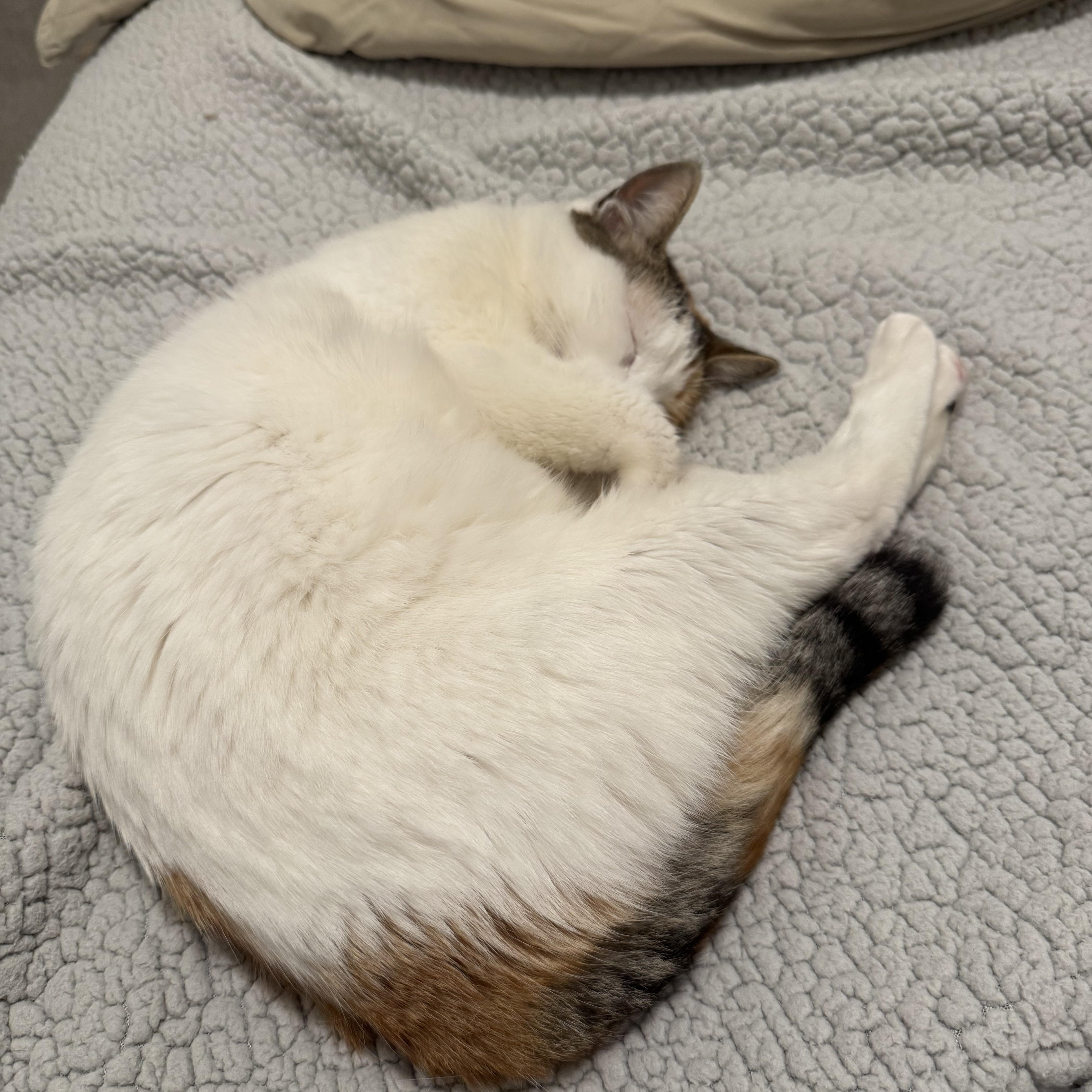 Estelle  Certified Puuurfect thumbnail 3