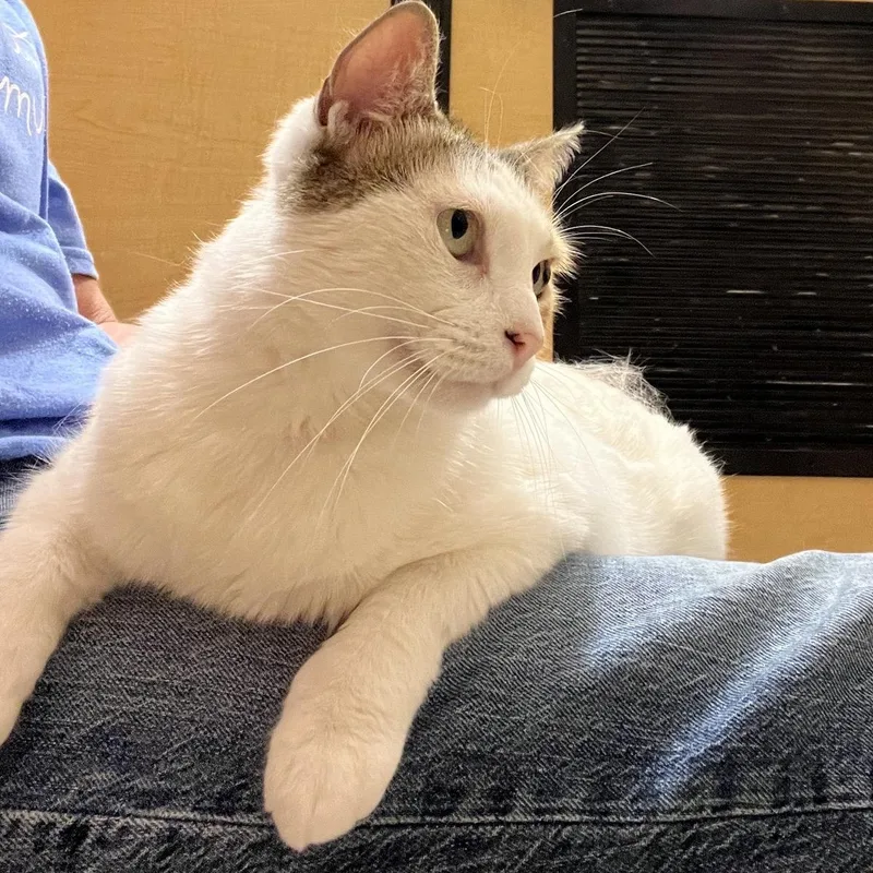 Estelle  Certified Puuurfect