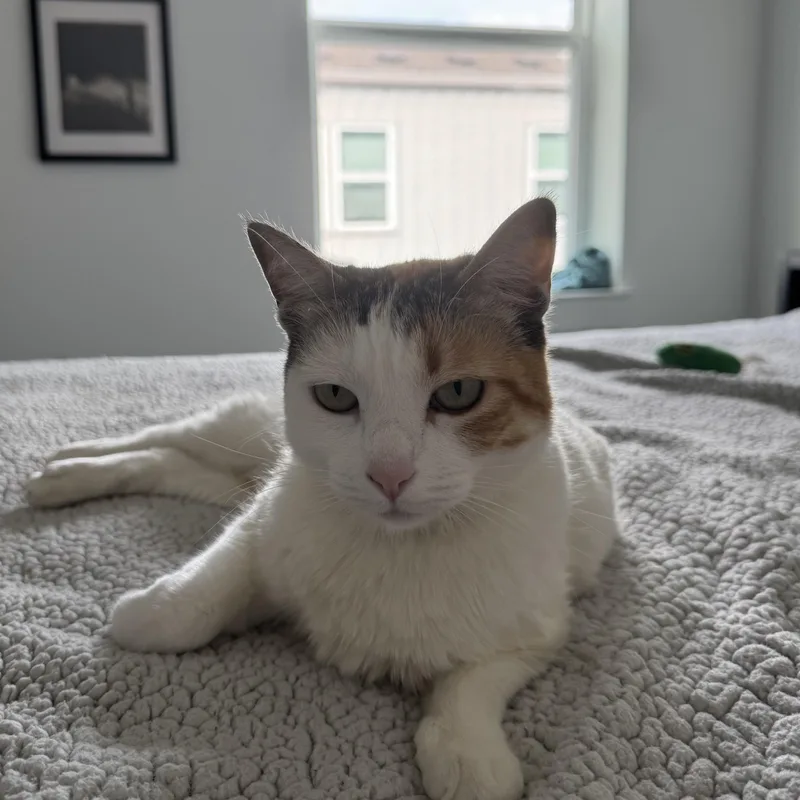 Estelle  Certified Puuurfect thumbnail 4