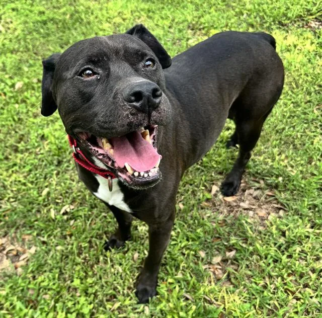 An adult medium-sized male Mixed Breed dog named Zulu for adoption in Palmetto, FL