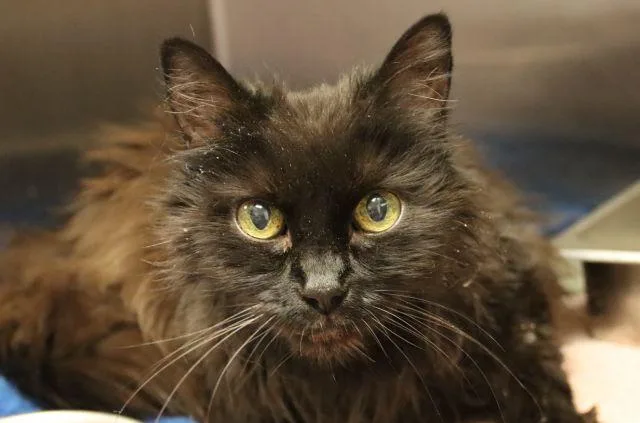 A senior small-sized female Domestic Long Hair cat named Tacca Bella for adoption in Tucson, AZ