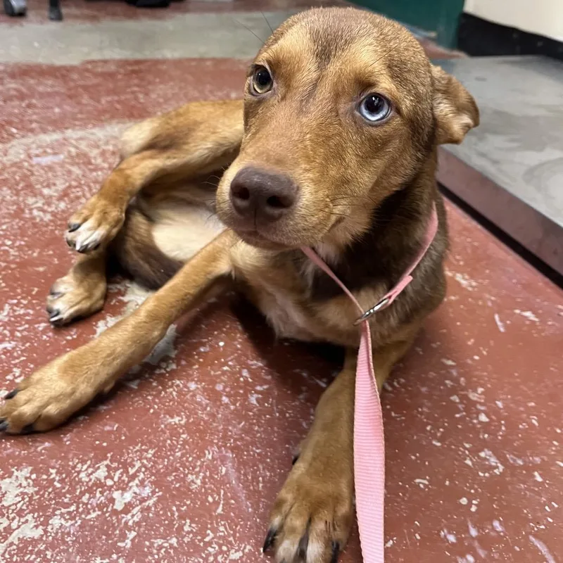 A young small-sized male Brown / Chocolate Mixed Breed dog named Latte for adoption in Pauls Valley, OK
