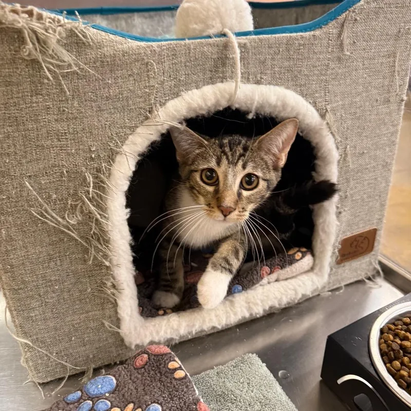 A young small-sized male Brown / Chocolate Domestic Short Hair cat named Gary for adoption in Hemet, CA