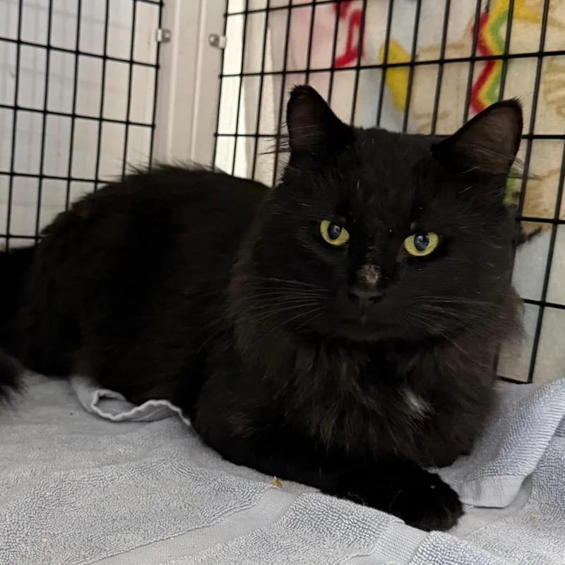 An adult large-sized male Domestic Medium Hair cat named Tony for adoption in Ewing, NJ