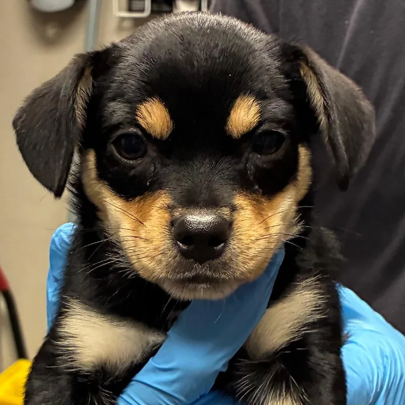 A baby small-sized female Black Chihuahua dog named Sophie for adoption in Yuma, AZ