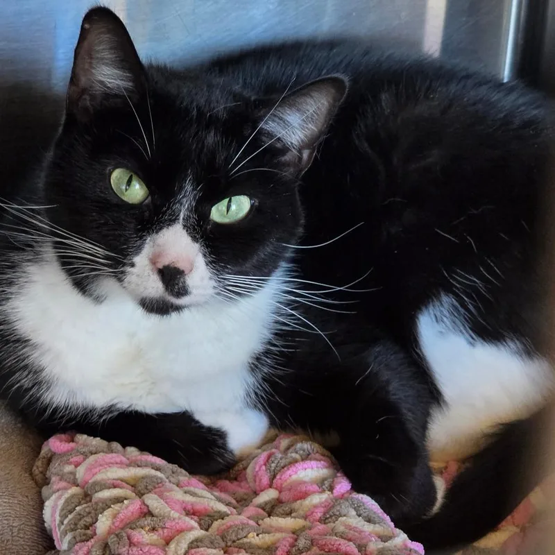 An adult medium-sized female Black Domestic Short Hair cat named Misty for adoption in Asheville, NC