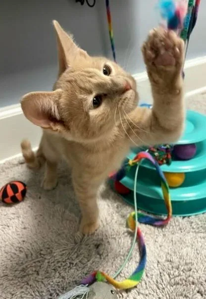 Madeline thumbnail 5